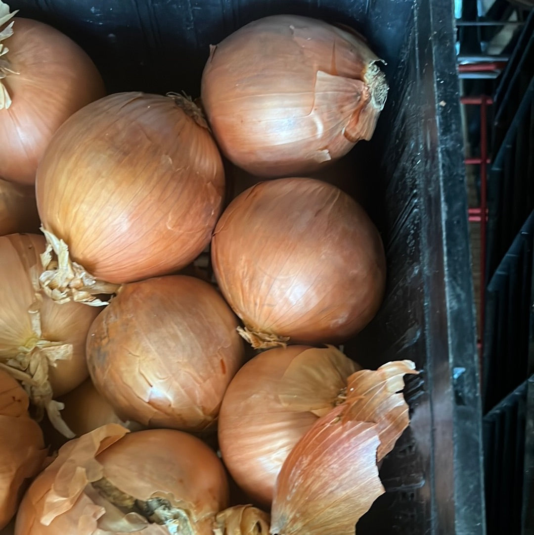 YELLOW ONION 3Lb