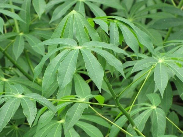 Cassava Leaves 3.3lb(Pondu)