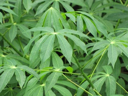 Cassava Leaves 3.3lb(Pondu)