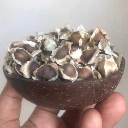 Jamaican Moringa Oleifera Seeds (Raw, Organic)