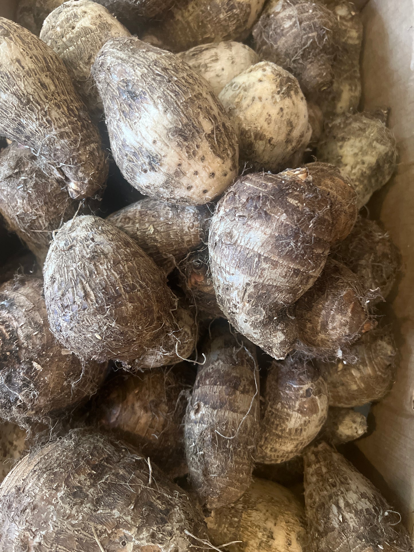 Cocoyam tubers @2.99/lb